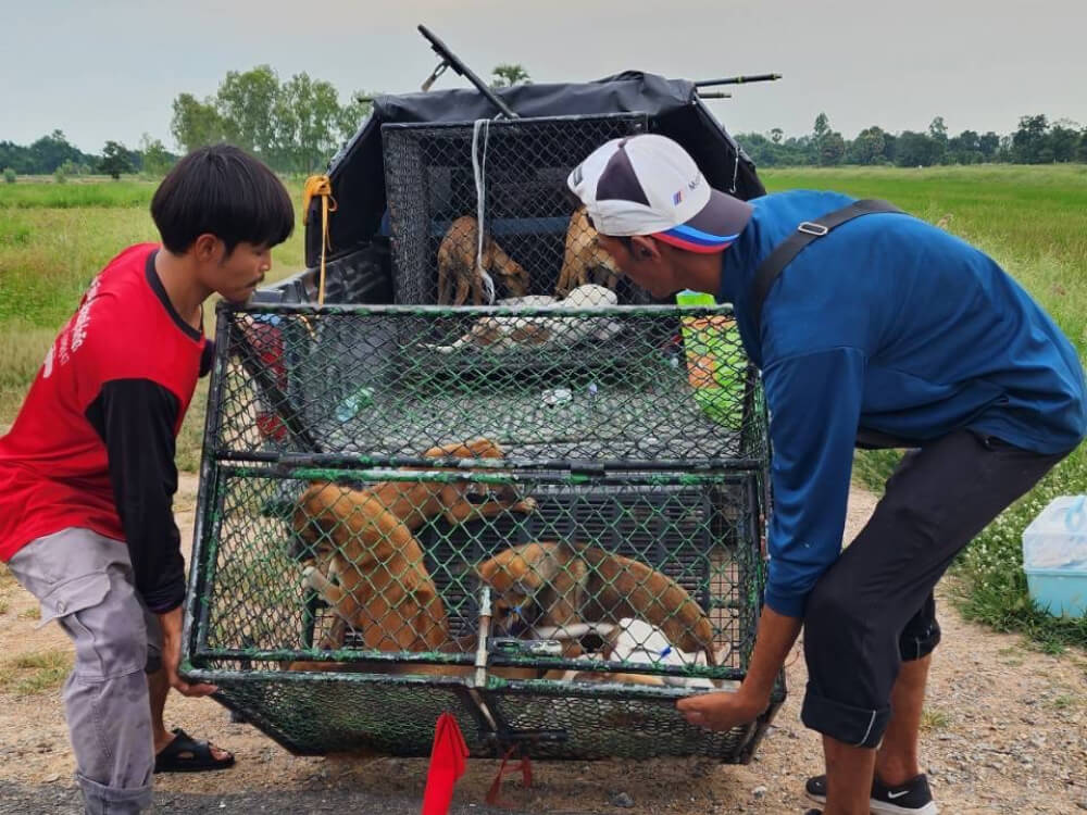 ทำหมันหมาจรกับมูลนิธิเดอะวอยซ์